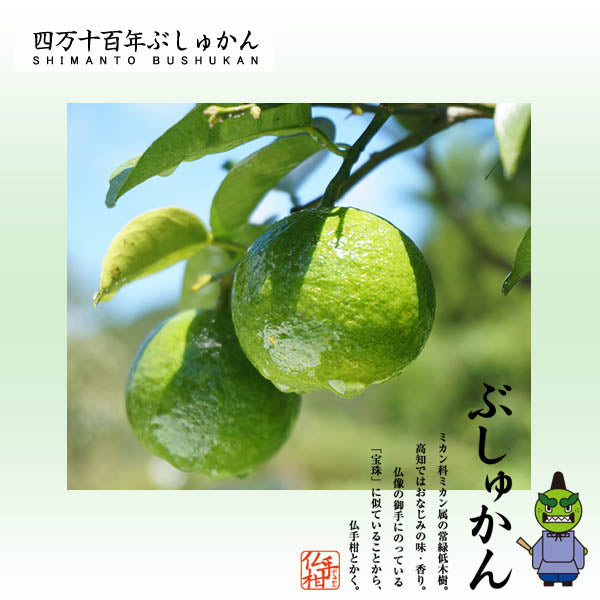 四万十ぶしゅかん 青玉1kg 高知県 仏手柑 しまんと 柑橘 ぶしゅまろ 土佐 ブシュカン Busyukan
