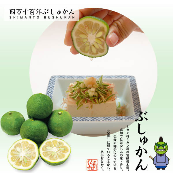 四万十ぶしゅかん 青玉2kg 高知県 仏手柑 しまんと 柑橘 ぶしゅまろ 土佐 ブシュカン Busyukan