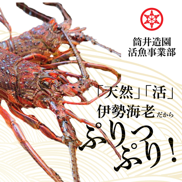 天然 活 土佐の伊勢海老 | 大・Lサイズ(約600~800g)×2~3尾 総重量約1.5kg 土佐湾 クール便 活魚でお届け 高知産天然活イセエビ