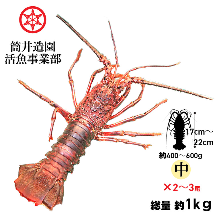 天然 活 土佐の伊勢海老 | 中・Mサイズ(約400~600g)×2~3尾 総重量約1kg 土佐湾 クール便 活魚でお届け 高知産天然活イセエビ