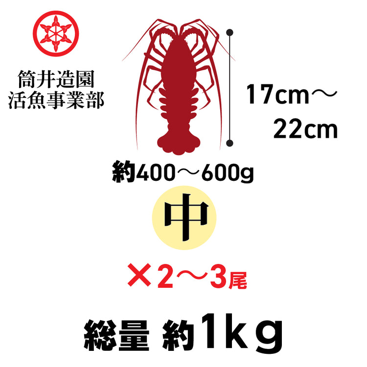 天然 活 土佐の伊勢海老 | 中・Mサイズ(約400~600g)×2~3尾 総重量約1kg 土佐湾 クール便 活魚でお届け 高知産天然活イセエビ