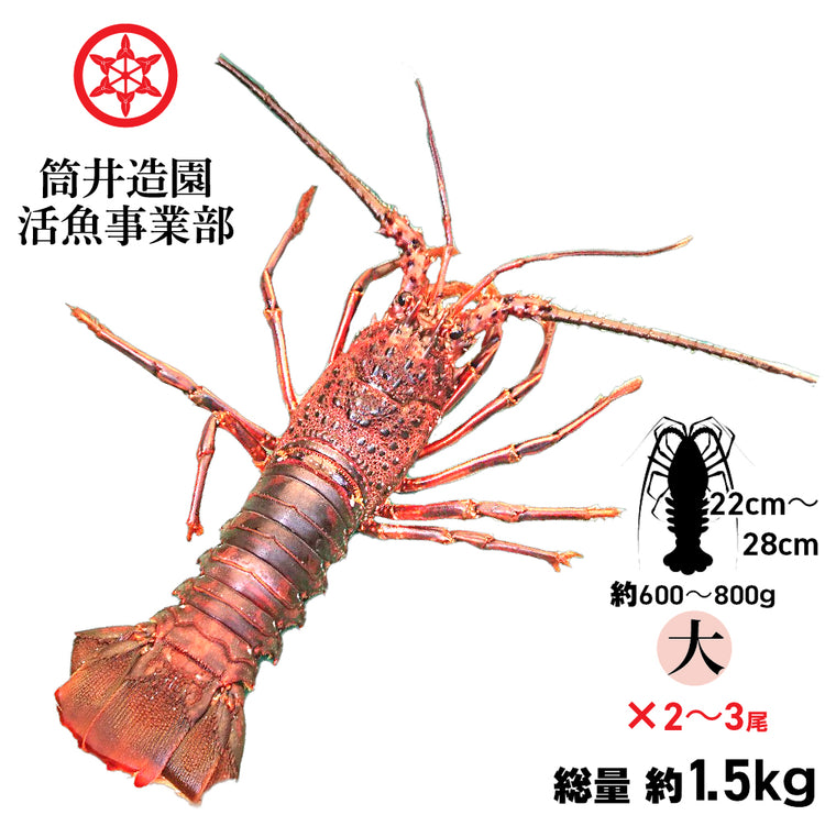 天然 活 土佐の伊勢海老 | 大・Lサイズ(約600~800g)×2~3尾 総重量約1.5kg 土佐湾 クール便 活魚でお届け 高知産天然活イセエビ