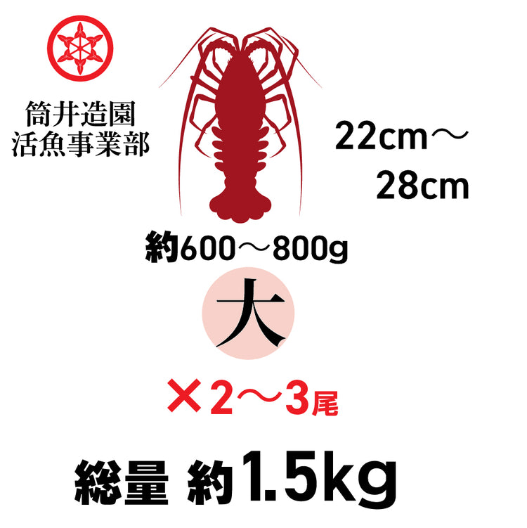 天然 活 土佐の伊勢海老 | 大・Lサイズ(約600~800g)×2~3尾 総重量約1.5kg 土佐湾 クール便 活魚でお届け 高知産天然活イセエビ