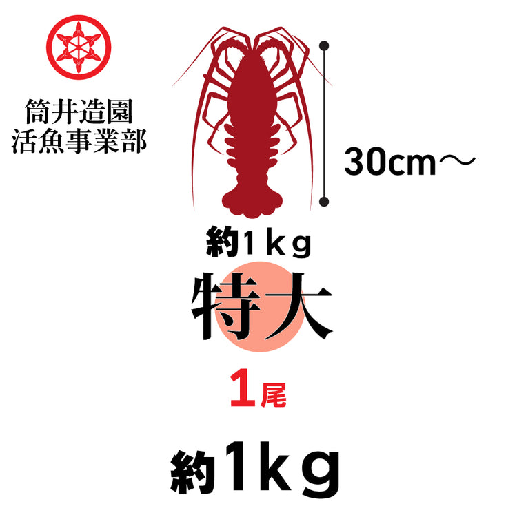 天然 活 土佐の伊勢海老 | 特大・LLサイズ 1尾 総重量約1.0kg以上 土佐湾 クール便 活魚でお届け 高知産天然活イセエビ
