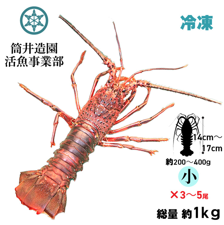 冷凍 天然 土佐の伊勢海老 | 小・Sサイズ(約200~400g)×3~5尾 総重量約1kg 土佐湾 クール便 冷凍でお届け 高知産天然イセエビ