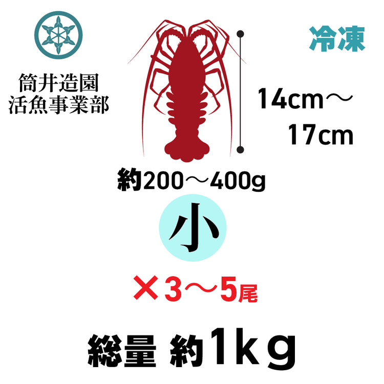 冷凍 天然 土佐の伊勢海老 | 小・Sサイズ(約200~400g)×3~5尾 総重量約1kg 土佐湾 クール便 冷凍でお届け 高知産天然イセエビ