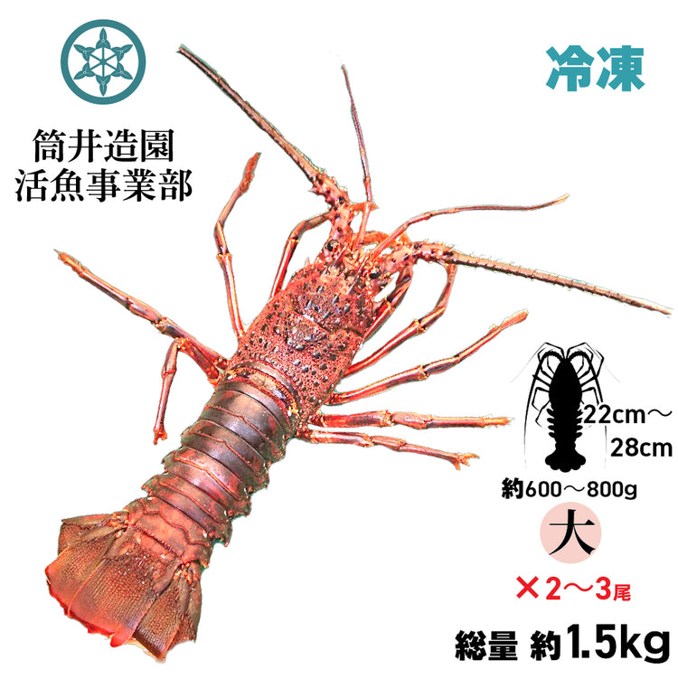 冷凍 天然 土佐の伊勢海老 | 大・Lサイズ(約600~800g)×2~3尾 総重量約1.5kg 土佐湾 クール便 冷凍でお届け 高知産天然イセエビ