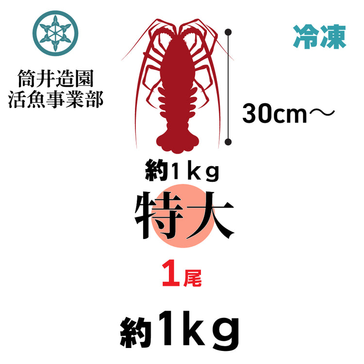 冷凍 天然 土佐の伊勢海老 | 特大・LLサイズ 1尾 総重量約1.0kg以上 土佐湾 クール便 冷凍でお届け 高知産天然イセエビ