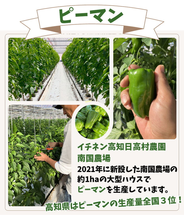 オール高知のキーマカレー(マイルド)1食180g×30個入 高知産ミニトマト ピーマン 牛ひき肉 イチネン高知日高村農園