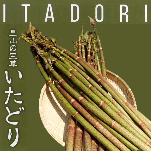 いたどり 500g(塩漬け・冷凍)/春の山菜/山菜の里/高知/土佐/スカンポ/イタドリ/ごんぱち