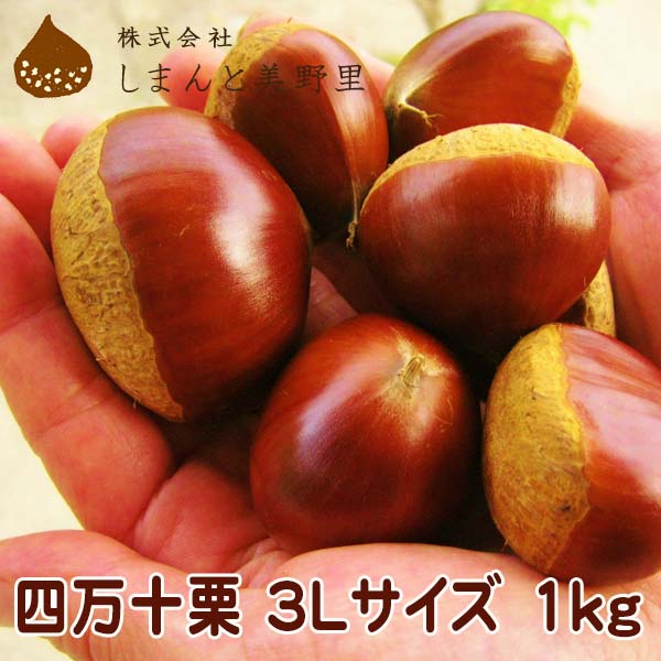 四万十栗 (生栗) 3Lサイズ 約1kg(約30~40個入り)/しまんと美野里 しまんと 和栗 くり クリ 高知