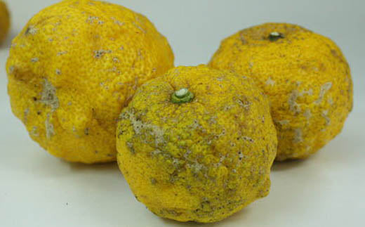 訳あり柚子 4Kg 高知県の柚子【送料無料】