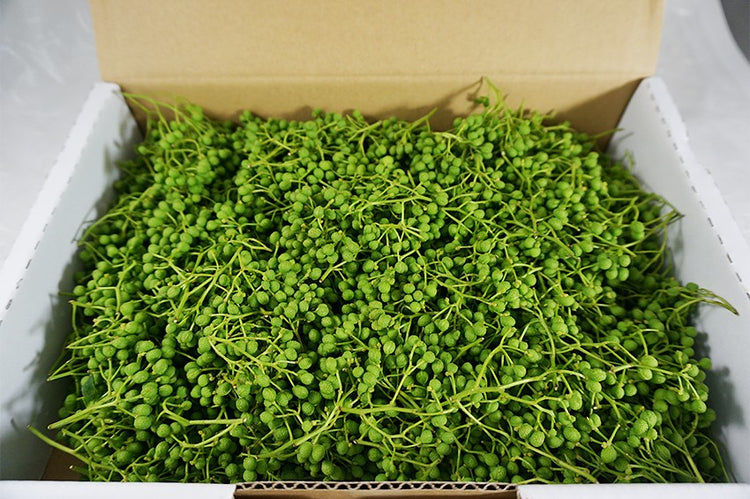 高知県産 実山椒 あさくら山椒 生 枝付き 500g【産直商品】