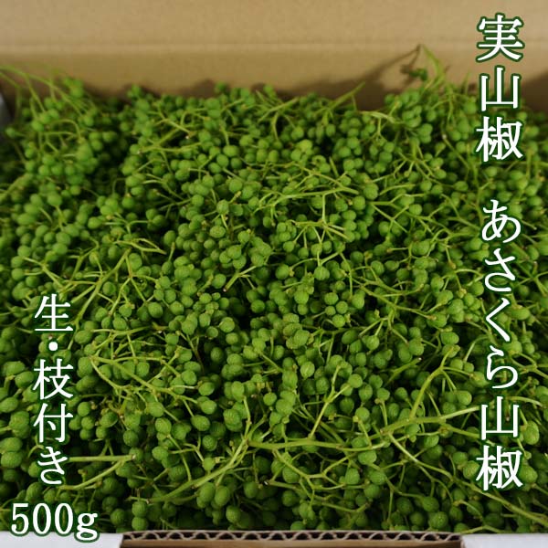 高知県産 実山椒 あさくら山椒 生 枝付き 500g【産直商品】