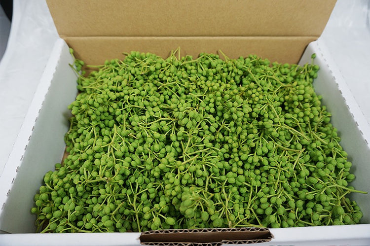高知県産 実山椒 ぶどう山椒 生 枝付き 500g【産直商品】