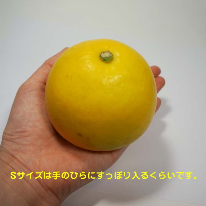 訳あり土佐文旦 4kg ご家庭用 送料無料 サイズばらばら 傷あり