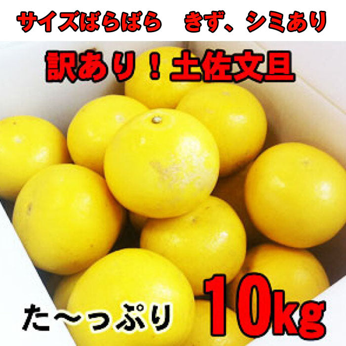 訳あり土佐文旦　１０ｋｇ　ご家庭用　送料無料　サイズばらばら　傷あり