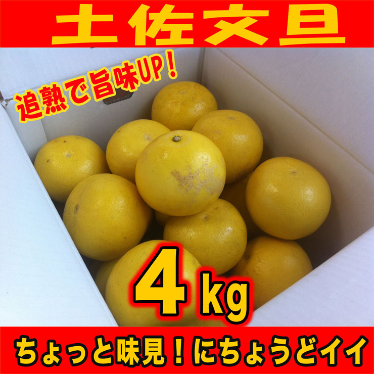 訳あり土佐文旦 4kg ご家庭用 送料無料 サイズばらばら 傷あり