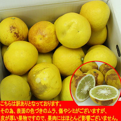 訳あり土佐文旦 2kg ご家庭用 送料無料 サイズばらばら 傷あり