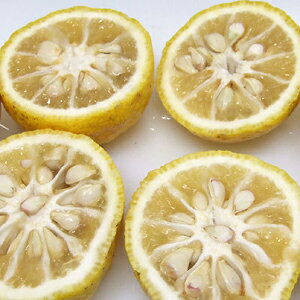訳あり柚子 10Kg 高知県の柚子【送料無料】