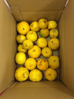 訳あり柚子 2Kg 高知県の柚子【送料無料】