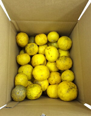 訳あり柚子 4Kg 高知県の柚子【送料無料】