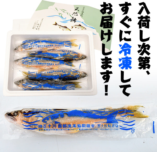 四万十川天然　鮎（冷凍）Mサイズ ／1匹約90g～ 120g 個包装