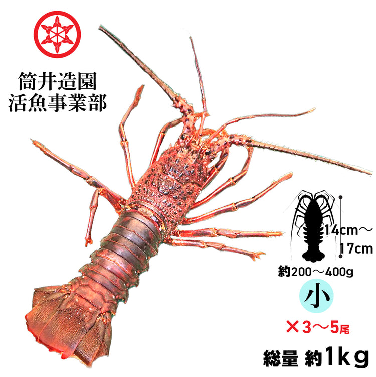 天然 活 土佐の伊勢海老 | 小・Sサイズ（約200～400ｇ）×3～5尾 総重量約1kg 土佐湾 クール便 活魚でお届け 高知産天然活イセエビ