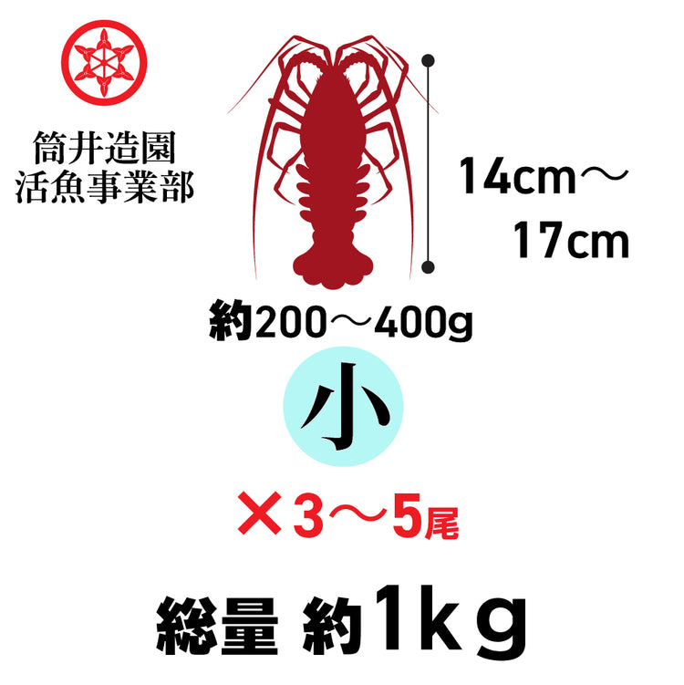 天然 活 土佐の伊勢海老 | 小・Sサイズ（約200～400ｇ）×3～5尾 総重量約1kg 土佐湾 クール便 活魚でお届け 高知産天然活イセエビ