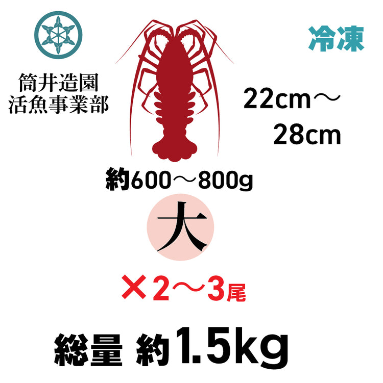 冷凍 天然 土佐の伊勢海老 | 大・Lサイズ（約600～800ｇ）×2～3尾 総重量約1.5kg 土佐湾 クール便 冷凍でお届け 高知産天然イセエビ