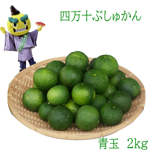 四万十ぶしゅかん 青玉2ｋｇ  高知県 仏手柑 しまんと 柑橘 ぶしゅまろ 土佐 ブシュカン Busyukan