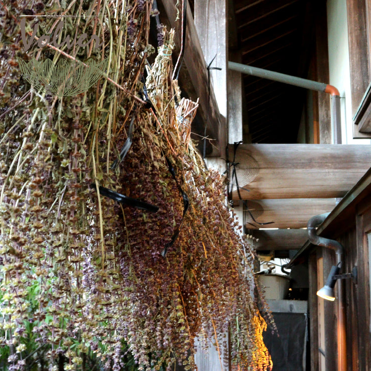 イタリアンレストランボルベールトゥルシーティー（ホーリーバジルのハーブティー　神目箒のお茶）